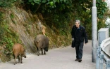 Un homme croise deux sangliers dans le parc Aberdeen, le 25 janvier 2019 à Hong Kong