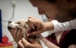 Le vétérinaire cancérologue Jérémy Béguin prélève des cellules sur le chien Junior, après 16 semaines de chimiothérapie, à l'hôpital vétérinaire de Maison-Alfort, le 9 juin 2026 dans le Val-de-Marne