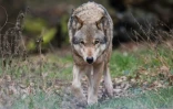 Le loup gris est protégé dans l'Union européenne en vertu de la Convention de Berne de 1979. Mais des tirs sont prévus à titre dérogatoire, en dernier recours, pour protéger les troupeaux