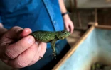 Eduardo Lacayo montre un lézard épineux malachite(Sceloporus malachiticus) qui va être exporté aux Etats-Unis pour devenir un animal de compagnie, à l'élevage d'animaux exotiques Exotic Fauna, près de Managua, le 27 juin 2022