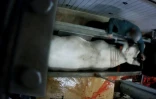 Capture d'écran d'une vidéo diffusée par l'association L214, montrant un employé de l'abattoir du Boischaut, à Lacs, dans l'Indre