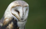 Une chouette effraie dans la forêt de Rambouillet, le 31 juillet 2013