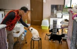 Toru Akama, ancien employé de centrale nucléaire, s'occupe des chats qu'il a recueillis lors d'un entretien avec l'AFP dans son refuge pour animaux à Namie, dans la préfecture de Fukushima, le 5 mars 2026 au Japon