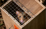 Un grand hamster s'Alsace dans sa cage d'être relâché en milieu naturel le 14 juin 2022 à Ernolsheim-Bruche, dans le Bas-Rhin