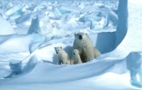Photo transmise par Polar Bears Internationalle 17 juillet 2020 montrant un ours et ses petits dans la mer de Glace, en Alaska, en 1985