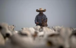 Le cowboy Dionatao Euzebio surveille du bétail près de Tailandia, au Brésil, le 18 septembre 2021