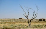 Un arbre desséché dans le village de Bolak, dans le nord de l'Afghanistan, l'un des pays les plus vulnérables aux effets du changement climatique, le 10 juillet 2025 