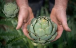 Le cultivateur Marc Rousseau montre un artichaut dans son champ, le 26 juin 2023 à Henvic, dans le Finistère