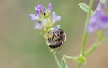 Une abeille butine de la luzerne, à Bouleuse, dans la Marne, le 6 août 2026
