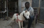 Amadou Mbodj, dresseur et éleveur de chiens, et Loup, un chien husky sibérien, le 8 octobre 2024 à Nouakchott, en Mauritanie