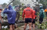 Photo diffusée le 26 juillet 2023 par les garde-côtes philippins d'un arbre abattu par le passage du typhon Doksuri à Buguey, dans la province de Cagayan