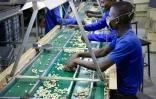 Des employés trient les noix de cajou dans l'usine de Condor Nuts, le 9 mars 2018 à Nampula, au Mozambique