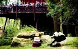 Des visiteurs du zoo de Rhenen aux Pays-Bas observent un panda manger un gâteau glacé, le 8 août 2017