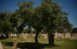 Un olivier pousse au cimetière West Terrace d'Adélaïde, en Australie, le 27 septembre 2017