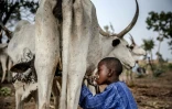 Un jeune Peul Suleiman Yusuf, 8 ans, boit du lait d'une vache appartenant à son père près d'une réserve dans l'Etat de Kaduna, au Nigeria, le 16 avril 2019