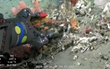 Capture d'écran d'une vidéo publiée par l'Institut océanographique Schmidt et enregistrée par le ROV SuBastian, dans laquelle on peut voir de la flore sous-marine à 1.237 mètres de profondeur dans le canyon de Mar del Plata, dans la mer Argentine, le 26 juillet 2025.