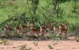 Des antilopes dans le parc national de la Comoé, le 13 octobre 2025 dans le nord-est de la Côte d'Ivoire