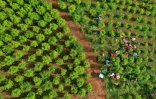 Vue aérienne de "raspachines", ramasseurs de feuilles de coca colombiens, travaillant dans les montagnes de la municpalité de El Patia municipality, dans la région de Cauca en Colombie, le 5 mai 2021