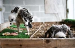 Des jeunes aigles de Bonelli dans un élevage à Saint-Denis-du-Payré, en Vendée, le 9 juin 2022 