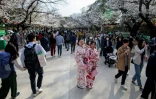 Promenade parmi les cerisiers en fleurs à Tokyo, le 22 mars 2020