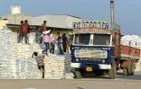 Des paludiers chargent un camion de sacs de sel, le 8 janvier 2021 Ă Kharaghoda, en Inde