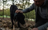 Giovanni Monchiero entraîne le chien Rocky à trouver des truffes, le 24 octobre 2018 dans les bois de Roddi, en Italie