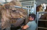 Julien Job, propriétaire de "La Camelerie", une ferme de chameaux,  trait ses chamelles à Feignies, le 16 juin 2025 dans le Nord
