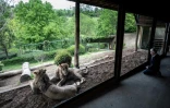 Pierre Thivillon, propriétaire du parc zoologique de Saint-Martin-la-Plaine, observe des lions, le 17 mai 2021 deux jours avant la réouverture au public