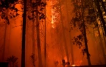 Des arbres sont consumés par l'incendie baptisé French Fire dans la forêt nationale de Sequoia, près de Wofford Heights (Californie), le 25 août 2021