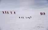 Des touristes passent à côté de manchots sur l'île de Half Moon, en Antarctique, le 9 novembre 2019