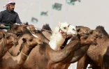 Un Saoudien dirige ses chameaux lors d'un concours de beauté dans le cadre du festival Roi-Abdelaziz à Al-Rumhiya, à 160 km à l'est de Ryad, le 19 janvier 2018