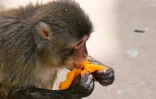 Un macaque du Japon mange un fruit glacé pour se rafraîchir, au zoo de Rome le 28 juin 2022, en pleine canicule