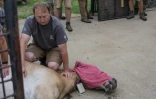 Un spécialiste du zoo de Prague contrôle la pression artérielle d'un cheval de Przewalski avant son transport vers la Mongolie, près de la ville de Tabor en République tchèque, le 19 juin 2018