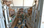 Julien Job, propriétaire de "La Camelerie", une ferme de chameaux, se prépare à traire des chamelles à Feignies, le 16 juin 2025 dans le Nord