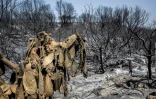 Des arbres et un cactus calcinés près de Gennadi, sur l'île de Rhodes, le 27 juillet 2023 en Grèce