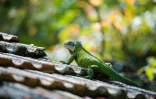 Un iguane des petites Antilles (Iguana delicatissima) dans un espace préservé de l'îlet Chancel, le 29 mars 2021 au Robert, en Martinique