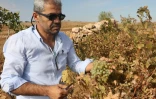 Yuhanna Aktas, vigneron à Midyat, en Turquie, le 19 octobre 2021