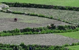 Une agricultrice travaille dans un champ a village d'Eshtiwi, dans le Nouristan, le 8 juin 2026 en Afghanistan