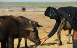 Un éleveur nourrit ses buffles dans les marais asséchés de Chibayich, le 24 juin 2023 dans le sud de l'Irak