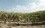 Un champ de tournesols désséchés près de Monfort-en-Chalosse, dans les Landes, le 3 août 2022