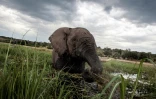 Un éléphant photographié le 20 mars 2015 dans le parc naturel de Chobe, au Botswana.
