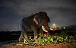 Un éléphant de rue au  bord de la rivière Yamuna, le 2 septembre 2018 à New Delhi