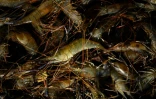 Des gambas tropicales dans une ferme aquacole, le 26 septembre 2023 Ă Idrac-Respailles, dans le Gars
