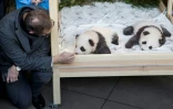 Le maire de Berlin Michael Müller avec "Meng Yuan", au zoo de Berlin où deux bébés pandas sont présentés aux médias le 9 décembre 2019