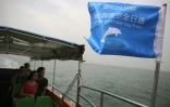 Des touristes font un tour en bateau pour essayer d'apercevoir les dauphins roses à Tai O, à Hong Kong, le 4 novembre 2015