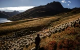 Le troupeau de 1.300 chèvres dont s'occupe Gaétan Même, le 21 juin 2018, au Col du Glandon (Alpes françaises)