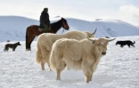 L'éleveur Amantour Akmatov surveille son troupeau de yaks blancs dans un pâturage enneigé à 3 000 mètres d'altitude dans les montagnes reculées du Kirghizistan, le 2 février 2026