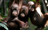 Des petits orangs-outans à Ketapang, en Indonésie, le 4 août 2016