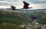 Des ibis chauves en vol, dans la région de Besançon, dans l'est de la France, le 2 septembre 2026