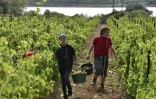 Récolte des raisins de Muscat à Fitou le 5 août 2021